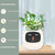 "AI Smart Planter Pot - Self-Watering, App-Controlled & Eco-Friendly"